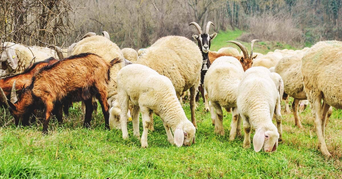 What to Consider When Raising Sheep and Goats Together