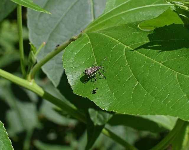 brown marmorated stink bug is an enemy of gochu