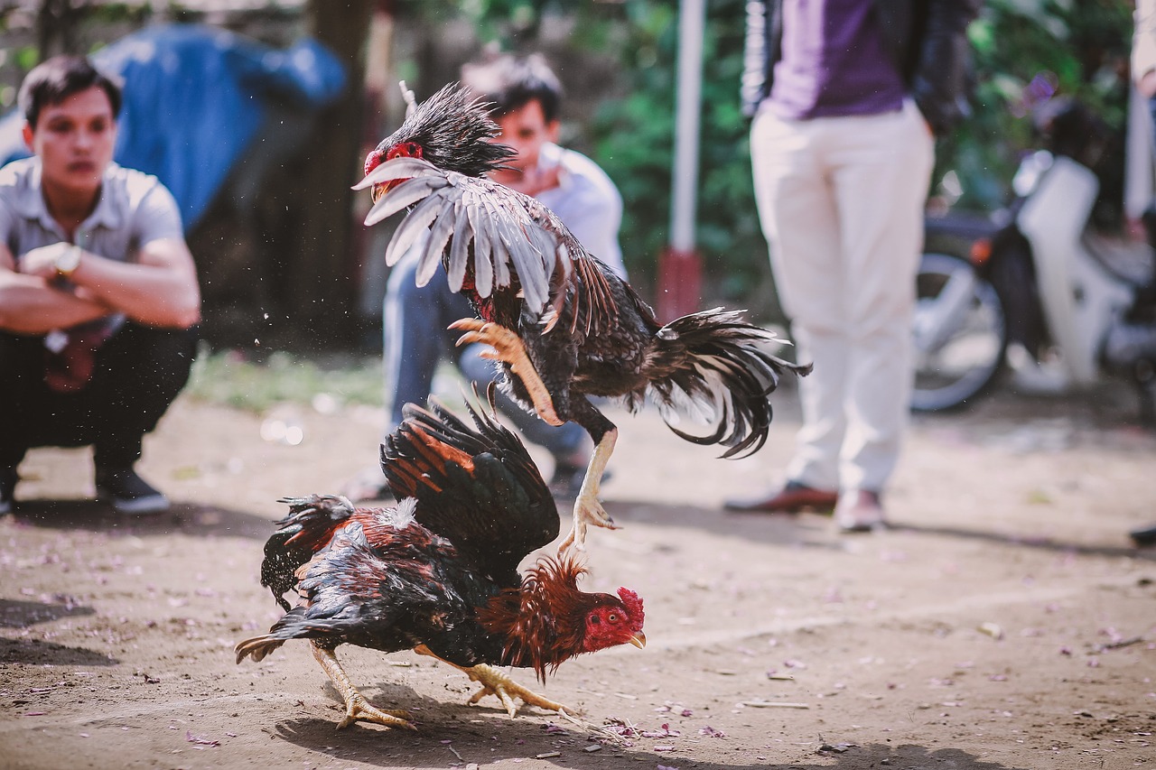 Roosters fighting