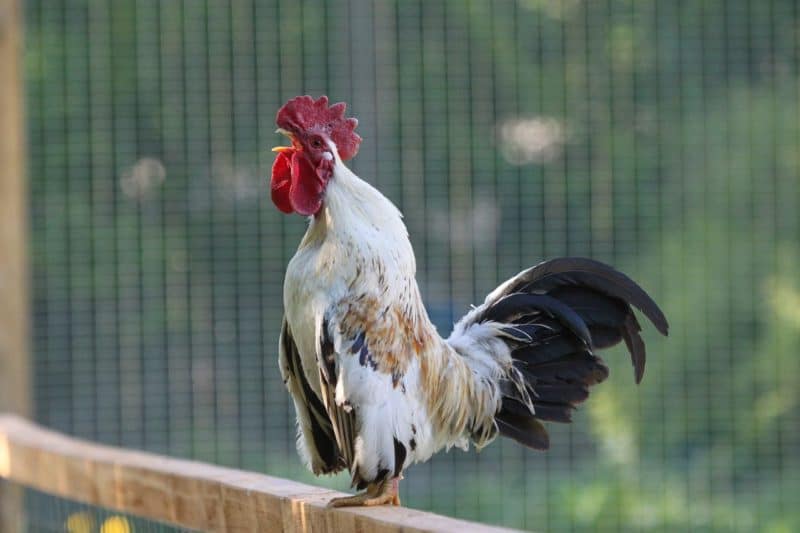 A rooster crowing all the time will make you look for ways to stop a rooster from crowing.