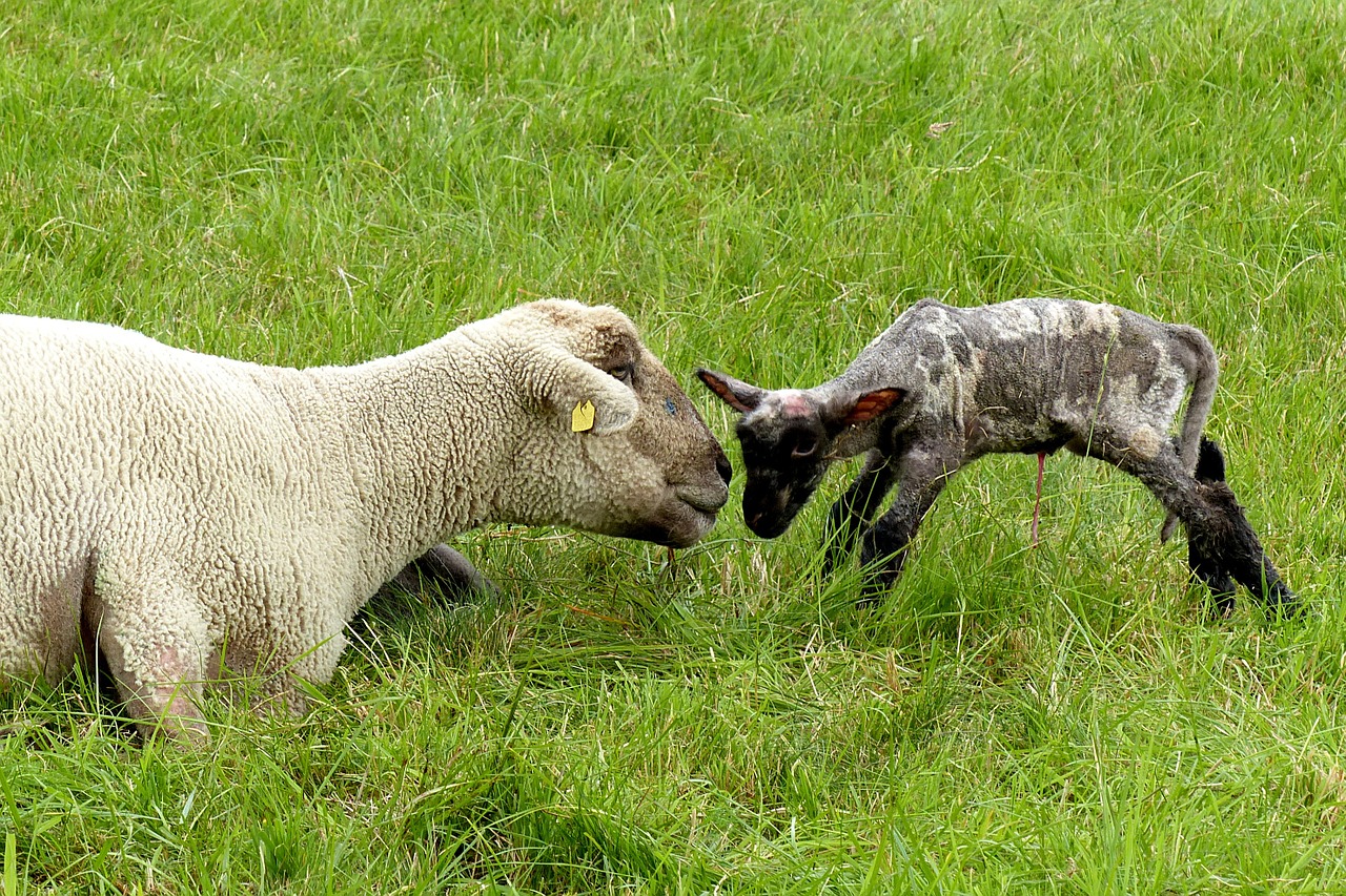 New born lamb