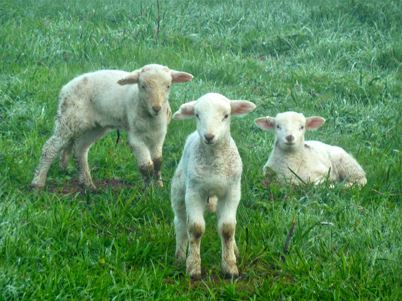 New born sheep