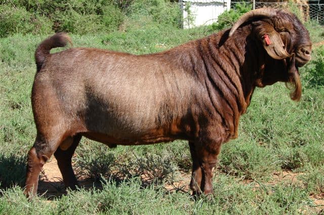 Kalahari Red goat