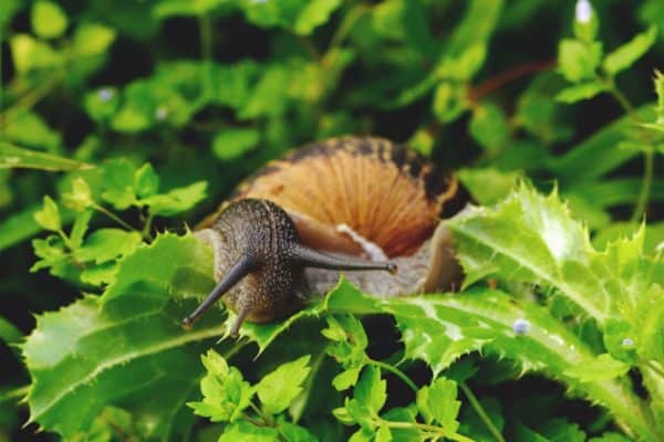 12 All-Natural Ways to Get Rid of Snails and Slugs in the Garden