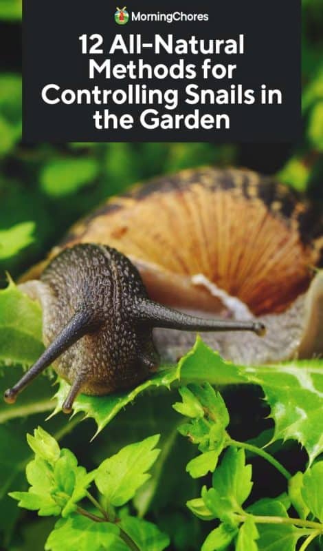 12 All Natural Ways To Get Rid Of Snails And Slugs In The Garden