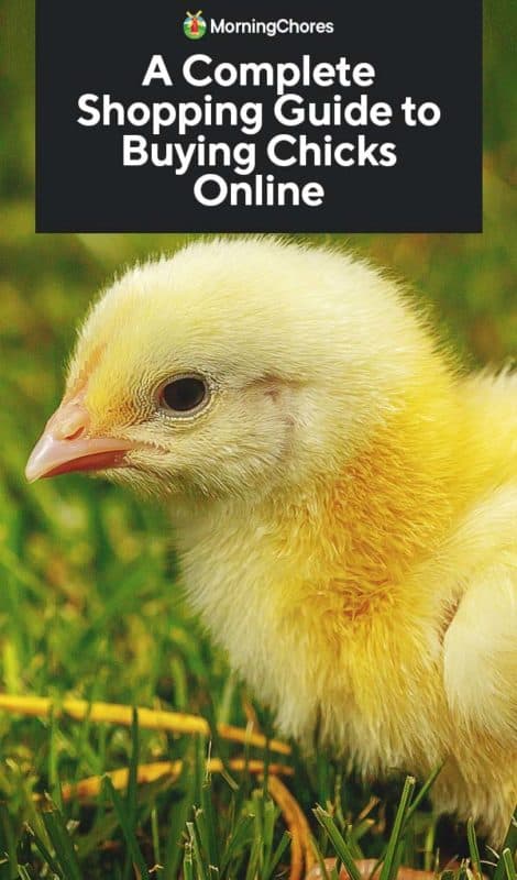 Chicks Online