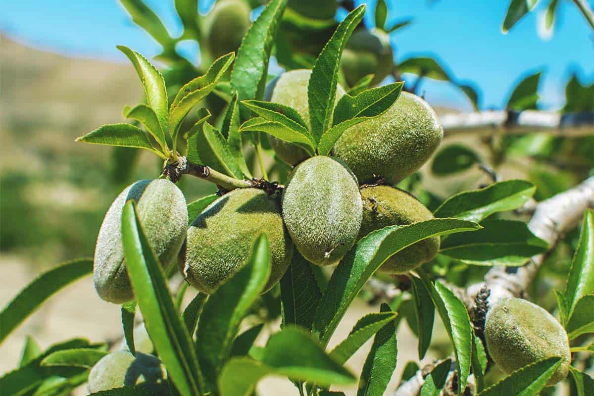 Image of Herbs almond tree companion plant