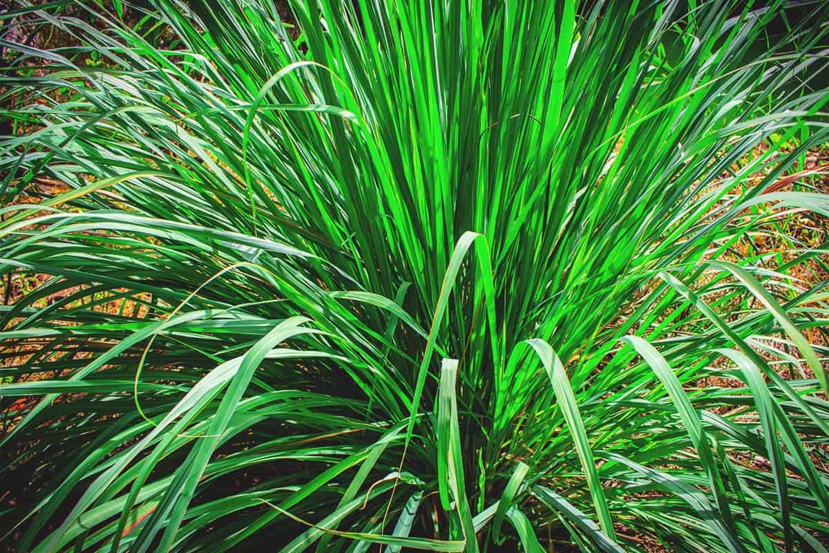 Growing Lemongrass: Best Varieties, Planting Guide, Care, Problems, and  Harvest