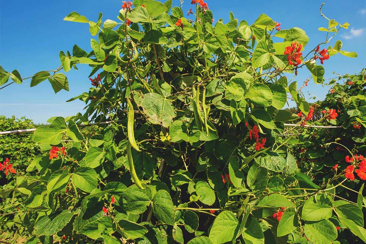 runner beans: varieties growing guide, problems, and harvesting