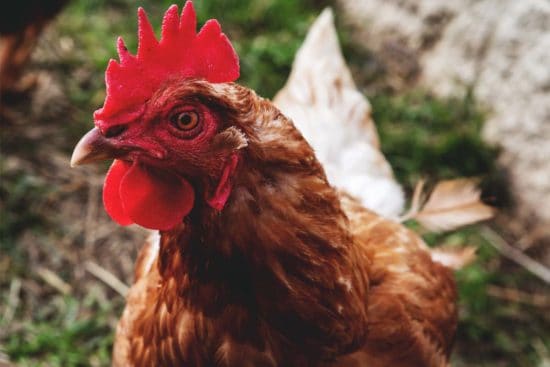 Heritage Breed Chickens and Why We Love Them
