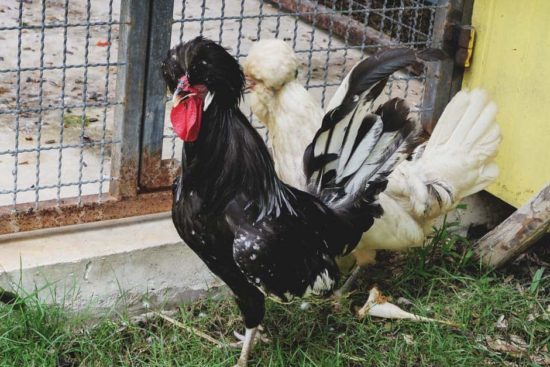 Houdan Chicken: Fancy Egg Layers and Quality Meat Producers