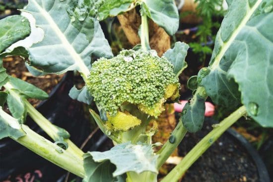 How to Spot Broccoli Worms and Get Rid of Them for Good