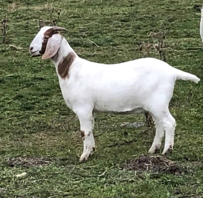 a meat goat - A Boer Goat doe