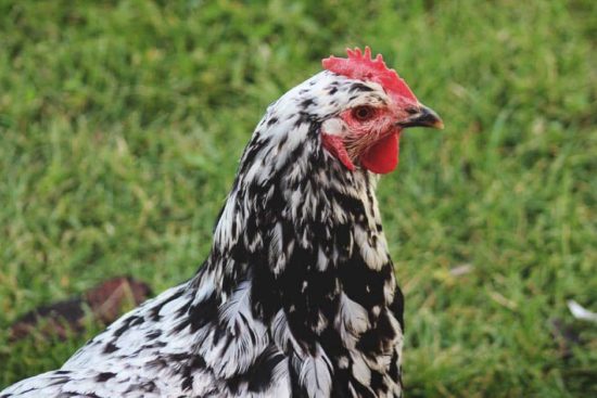 Java Chicken: A Heritage American Dual-Purpose Bird