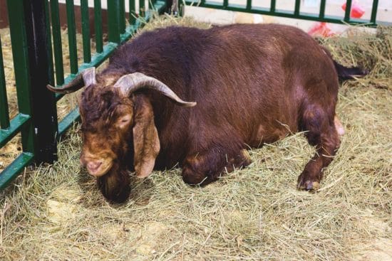 Kalahari Red Goat: Breed Info, Characteristics, Breeding, and Care