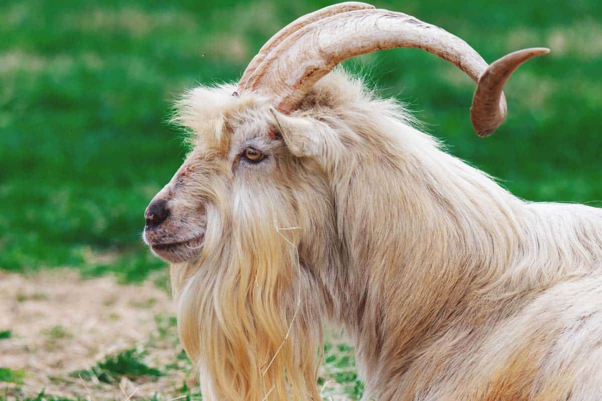 Kiko Boer Goats