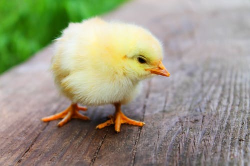 buying chicks online gives you more breed variety