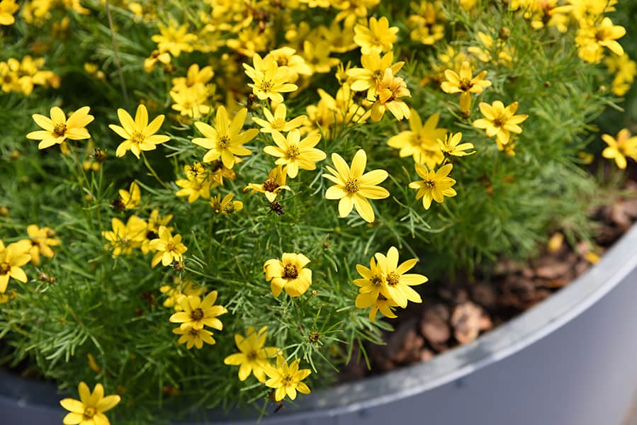 25 Wind Resistant Plants for Your Garden
