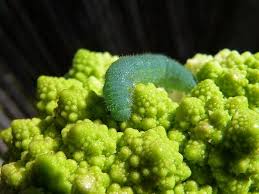 broccoli worms are velvety green