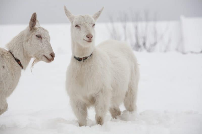 polled goats in our goat glossary