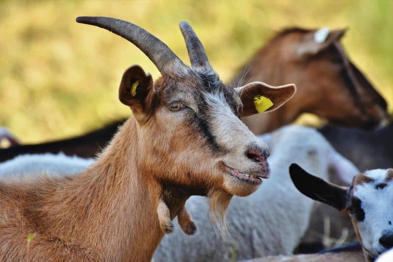 wattles are described in our goat glossary