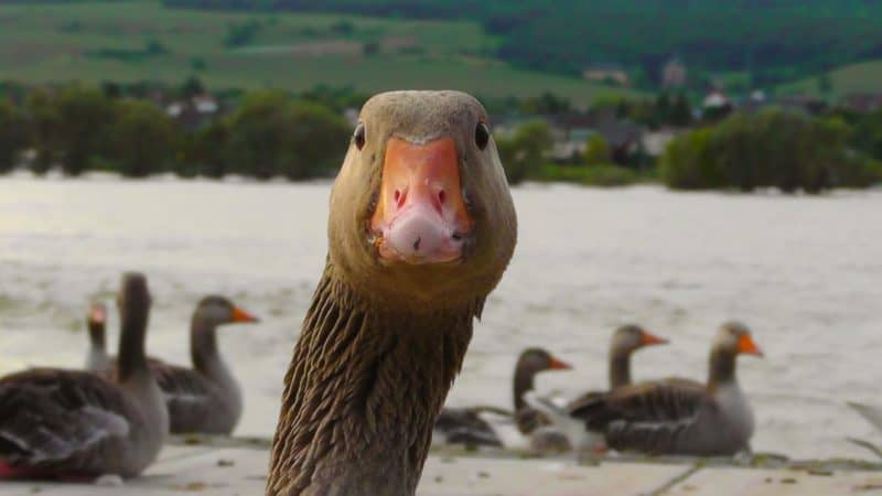 is raising geese right for you?