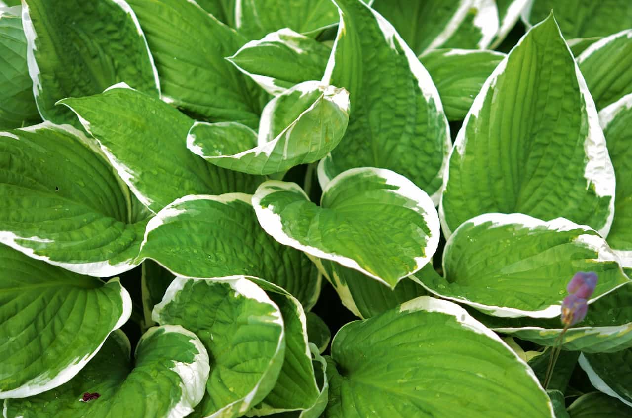 Hostas / Plantain Lily may be decorative, but they are one of the most profitable crops