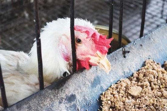 Coccidiosis in Chickens: Symptoms, Treatment, and Prevention