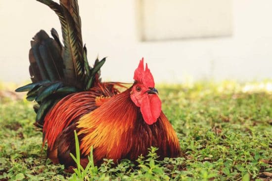 Cubalaya Chicken: The Showy Bird from Cuba