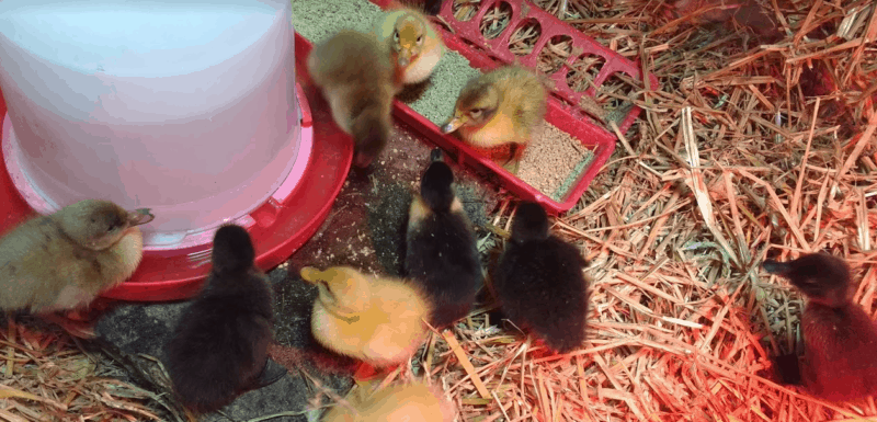should you or should you not feed ducklings medicated chick starter?