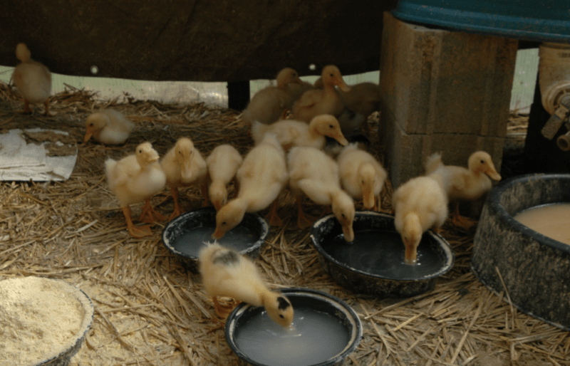 Young ducklings