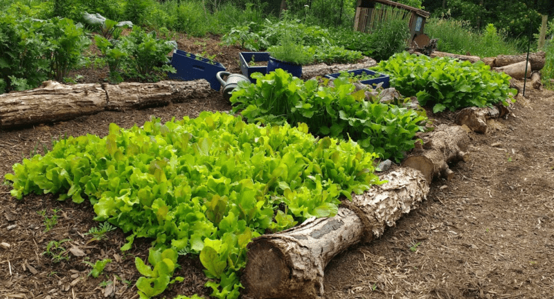 the correct use of humic acid can help your garden flourish.