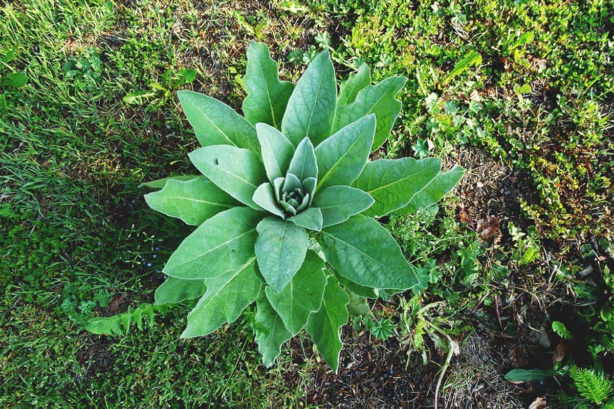 growing mullein: growing guide, care, problems and harvest