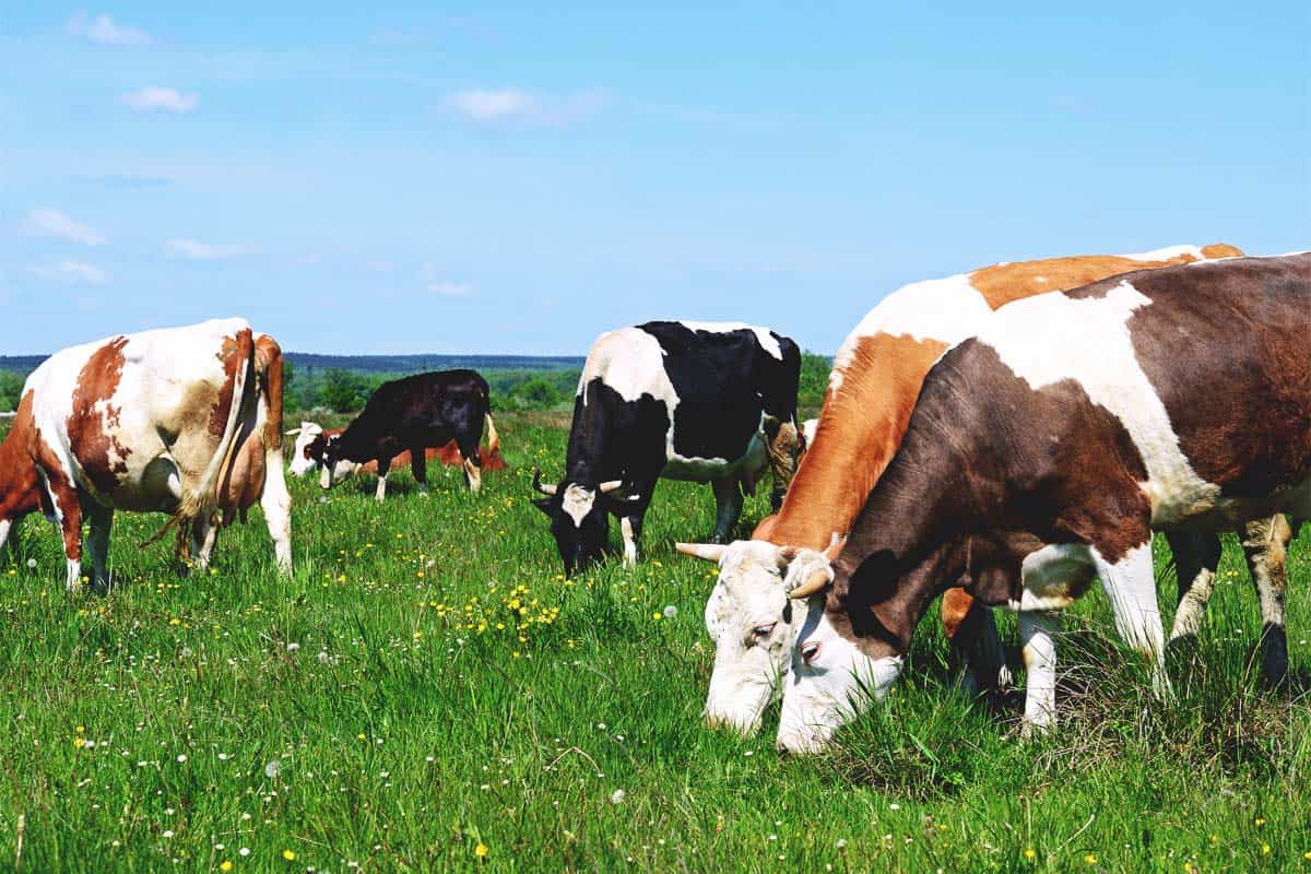 How to Implement and Manage Multispecies Grazing