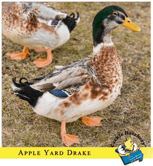 silver appleyard duck breed