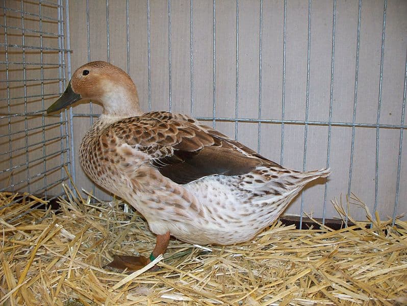 welsh harlequin duck breed