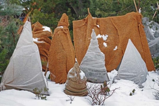 How to Prevent and Deal With Ice Damage on Plants