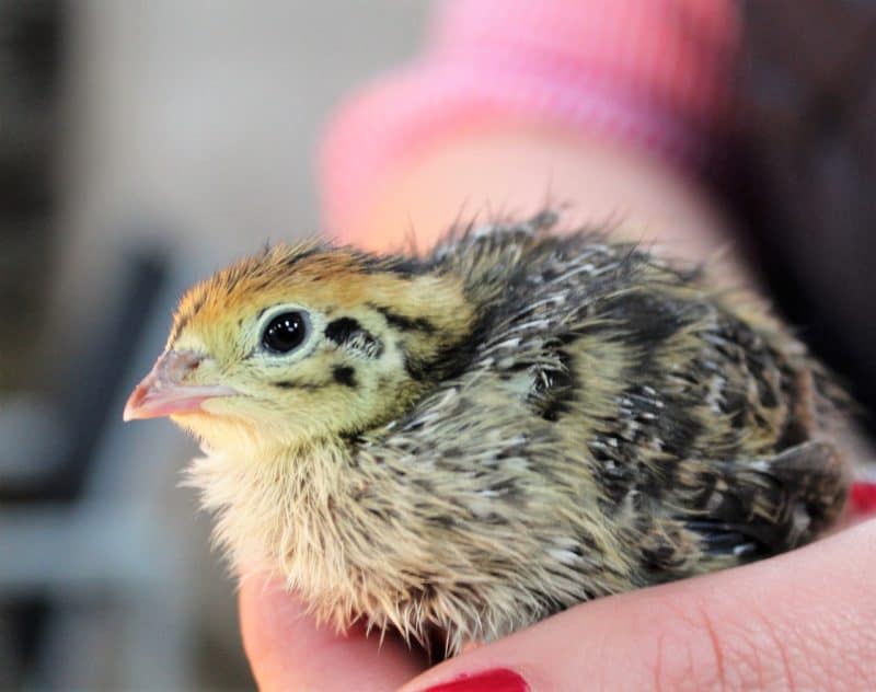 a baby quail can be sold for profit