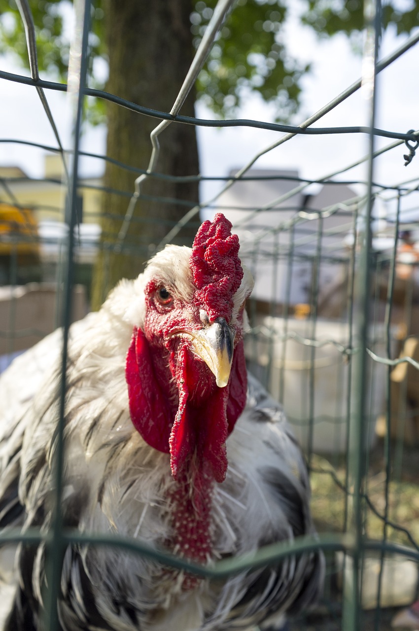 Isolate a chicken suspected of having coccidiosis