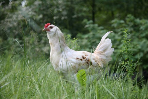 chickens can also be used for multispecies grazing