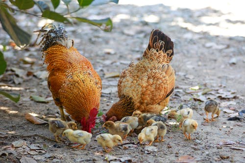 chickens pecking at black soldier fly larvae