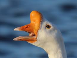 chinese - geese breed