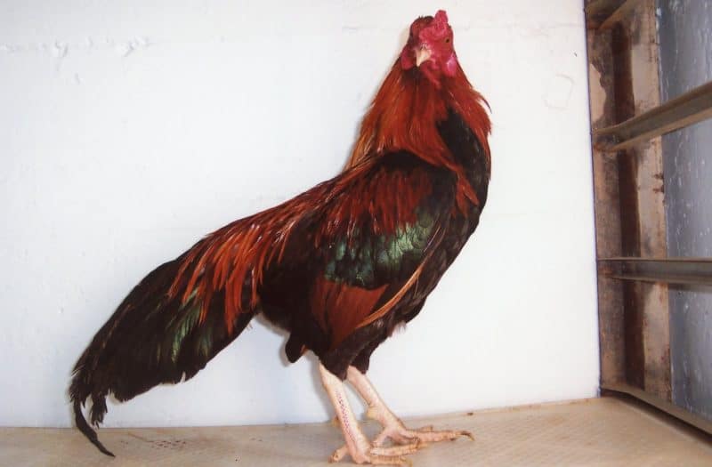 Cubalaya Chickens Rooster