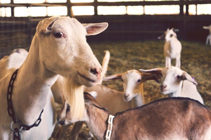 Saanen goats originate from Switzerland