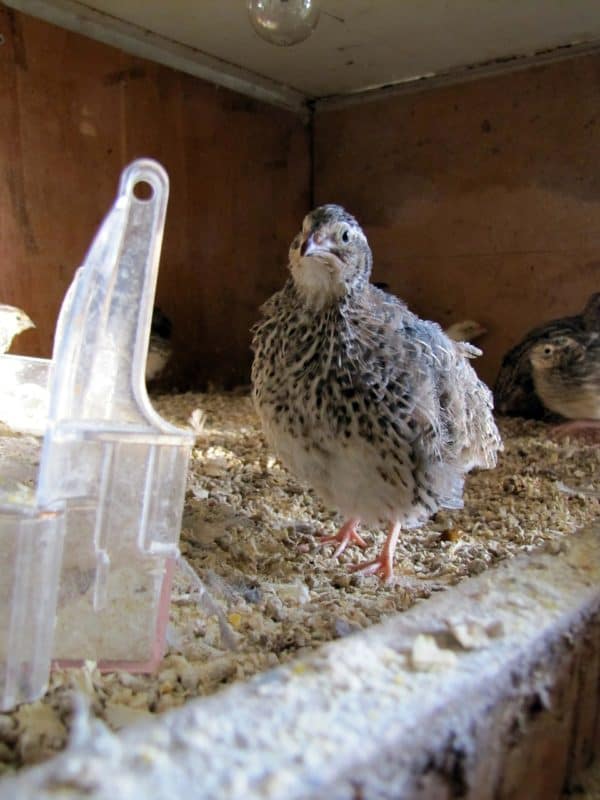 raising quail for profit is easy even if you have limited space