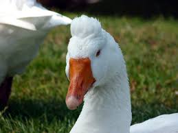 roman tufted geese breed