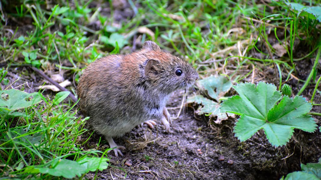 How to Get Rid of Voles and Keep Them Away from Your ...