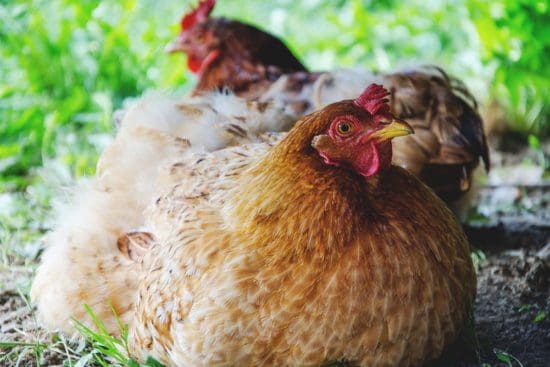 6 Factors That Determine the Life Expectancy of Your Chickens