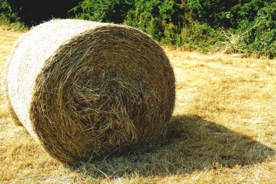 8 Ways You Can Find Hay in Winter