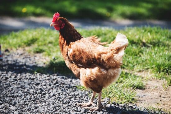 Catalana Chicken: Dual-Purpose Birds for Hot Climates